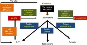 Esquema de vías de síntesis de testosterona. Vía clásica (frontdoor pathway) con sus 3 divisiones: amplificada, directa y diversificada en azul. Vía alterna adrenal (front door pathway) en verde, y finalmente la vía trasera o backdoor pathway en naranja.