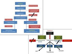 Acción de la abiraterona en las vías «frontdoor» de la síntesis de testosterona.