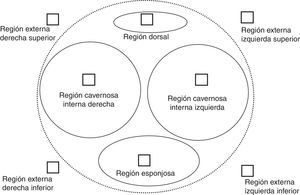 Gráfico de reporte de hallazgos en el pene.