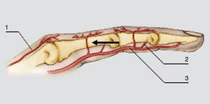 Patrón vascular axial constante dependiente de los ramos dorsales de la APTP. Tomado de Vergara 1.