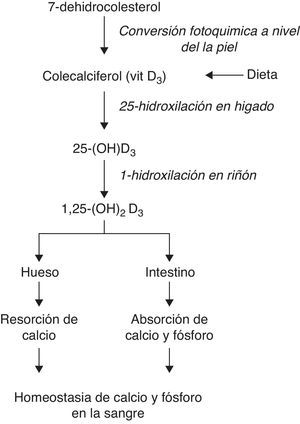 Metabolismo de la vitamina D y sus funciones biológicas clásicas34–46.
