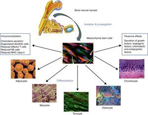Tomada de Nixon AJ, Watts AE, Schnabel LV. Cell- and gene-based approaches to tendon regeneration. J Shoulder Elbow Surg. 2012;21:278-94.