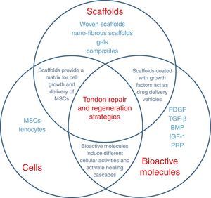 BMP: bone morphogenetic proteins; IGF-1: insulin-like growth factor-I; MSC: mesenchymal stem cells; PDGF: platelet-derived growth factor; PRP:; TGF-β: transforming growth factor. Tomada de Lorbach O, Baums MH, Kostuj T, Pauly S, Scheibel M, Carr A, et al. Advances in biology and mechanics of rotator cuff repair. Knee Surg Sports Traumatol Arthrosc. 2015;23:530-41.