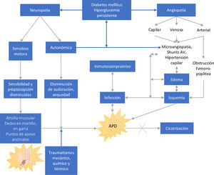 Desarrollo de lesiones por neuropatía y angiopatía secundarias a Diabetes Mellitus.