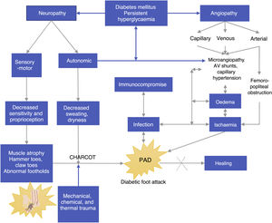 Development of lesions due to neuropathy and angiopathy secondary to Diabetes Mellitus.