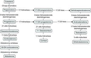 Síntesis de esteroides. Tomado y modificado de: Lambert et al.4.