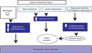 Fisiopatogenia de calcinosis asociada a enfermedad de tejido conectivo.