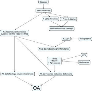 Resumen esquemático de los eventos que pueden explicar la asociación entre obesidad y síndrome metabólico con el desarrollo de osteoartritis. AGE: productos finales de glicación avanzada; HTA: hipertensión arterial; MMP: metaloproteinasas de matriz; ROS: radicales libres de oxígeno.