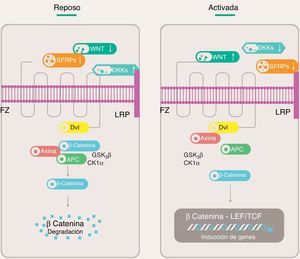 Vía canónica de señalización Wnt. APC: proteína de poliposis adenomatosa del colon; CK1α: caseína quinasa 1α; Dkk: Dickkopf; Dvl: proteína Disheveled; FZ: receptor Frizzled; GSK3β: glucógeno sintasa quinasa 3β; LEF: factor estimulador linfoide; LRP: proteína relacionada al receptor de LDL; SFRPs: proteínas secretadas relacionadas a FZ; TCF: factor estimulante de células T.