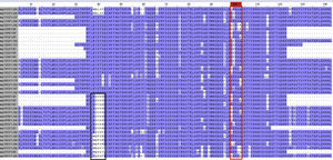Alineamiento de las secuencias de aminoácidos de pacientes con 28 articulaciones comprometidas; con el recuadro rojo se resalta el área correspondiente al epítope compartido y con el recuadro negro las secuencias en común.