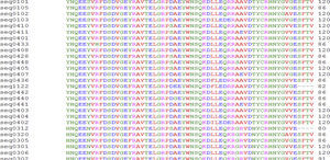 Alineamiento de los distintos alelos HLA DRB1.