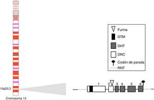 Gen del BAFF humano y su localización cromosómica. Los exones están representados en cajas; los intrones, en líneas gruesas grises. DHT: dominio homología TNF; DRC: dominio rico en cisteína; DTM: dominio transmembrana; RNT: regiones 5’ y 3’ no traducidas. Fuente: Diseño y concepción Betancur et al. (2015).