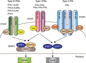 Los 3 tipos de IFN con sus respectivas vías de señalización intracelular. Los IFN tipos I, II y III se acoplan a través de receptores distintos (IFNAR, IFNGR y IFNLR, respectivamente) con la transducción de señales mediada por la activación de JAK/STAT. Posterior a ello se producen mecanismos que dan como resultado la trascripción de genes para la producción de IFN. Fuente: adaptado de Amezcua-Guerra et al.66.