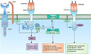 Correceptor CD28: el correceptor CD28 tiene gran importancia en la activación celular por su participación en la generación de una señal coestimuladora. La unión del correceptor CD28 con sus ligandos CD80/86 y la fosforilación de sus residuos citoplasmáticos permiten la activación del receptor y de este modo el reclutamiento de las proteínas PI3K y GRB2. PI3K regula el metabolismo de los lípidos de inositol a través de la fosforilación del PtdIns (4,5) P2 a PtdIns (3,4,5) P3, que a su vez está involucrado en la activación de la señalización mediada por AKT/PKB.