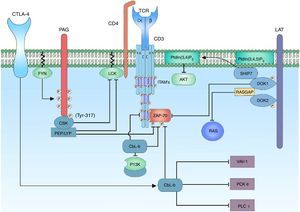 Regulación negativa de la señal de activación del complejo TCR. La regulación negativa de la señal de activación del TCR es importante para evitar procesos de anergia. En los linfocitos T, las proteínas c-Cbl y Cbl-b están encargadas del control de la señalización por medio de la ubiquitinación de receptores activos y receptores asociados a tirosina cinasa. Activado el correceptor CTLA-4, hay activación de la proteína Cbl-b para la regulación de la señal linfocitaria; este interactúa con la subunidad p85 de la enzima PI3K, regulando de esta forma la señal que proviene del correceptor CD28. Cbl-b interactúa con proteínas claves en la activación linfocitaria como VAV-1 y PLCy, inhibiendo la activación de PKC θ.