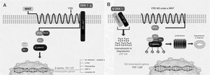 Componentes de la vía canónica Wnt. A) Estado de activación e inducción de genes. B) Estado de reposo. APC: proteína de la poliposis adenomatosa del colon; CK1: caseína cinasa 1; DKK1: Dickkopf1; Dvl: dishevelled; FZ: receptor Frizzled; GSK3β: glucógeno sintetasa cinasa 3β; LEF/TCF: factores de unión y desarrollo linfoide/factores de células T; LRP: proteína relacionada con el receptor del LDL; OSF-2: factor específico de los osteoblastos 2; WNT: Wingless. Modificado con autorización de Krishnan et al13.