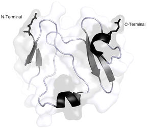 Representación 3D de la estructura de la proteína DKK-1. Las hélices a se observan en color negro y las hojas plegadas b se observan de color gris oscuro. Imagen realizada y modificada por Paymol DLP 3D, Cod. RSCB 3S8V chain X. Secuencia disponible en UniProtKB: O94907. Editado por Chila-M. L. 2018.