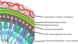 Dibujo que muestra la relación anatómica entre el entramado coriocapilar de la coroides y la capa más externa de la retina, el epitelio pigmentario. Estas estructuras son el blanco del compromiso inflamatorio ocular en la enfermedad de VKH. Fuente: Tomado y modificado de https://en.wikipedia.org/wiki/Bruch%27s_membrane#/media/File:Buchs_membrane.svg.