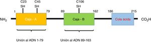 Estructura de la HMGB1. La proteína HMGB1 humana tiene 215 residuos de aminoácidos y está compuesta por 3 dominios: una caja A, una caja B y una cola ácida en el extremo carboxilo terminal. Hay 3 residuos de cisteína sensibles a la redox en las posiciones 23, 45 y 106, que regulan la función de las HMGB1 en respuesta al estrés oxidativo. Los dominios de unión al receptor RAGE se encuentran en la posición 150-183 y los de unión a los TLR están entre el residuo 80-108 (no mostrados en la imagen).