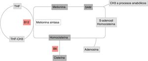 Metabolismo de la homocisteína. Vía de la remetilación de la metionina: aminoácido esencial obtenido a través de la alimentación. Su reacción es catalizada por la metionina sintetasa, dependiente de vitamina B12 y donde la vitamina B9 es donante del grupo metilo. Esta reacción está regulada por S-adenosilmetionina (SAM) como inhibidor alostérico. La segunda vía de la transulfuración de la homocisteína es regulada por la activación SAM y depende de la vitamina B6 para obtener como resultado final cisteína. THF: tetrahidrofolato. Figura original realizada por Maldonado.