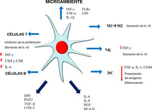 Inmunorregulación de los sistemas inmunes innato y adaptativo modulada por MSC.
