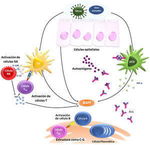 Esquema que representa la fisiopatología del síndrome de Sjögren.