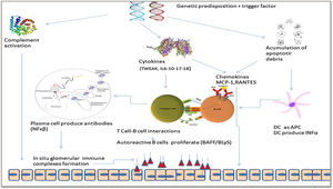 Pathogenesis of lupus nephritis. Genomics has identified risk genes in several pathways but with each having only a moderate impact on SLE risk. Environmental, hormonal, and epigenetic factors, add complexity to this pathogenic model and result in immune system deregulation. In situ formation of immune complexes between circulating antichromatin antibodies and extracellular glomerular chromatin seems the most plausible initiating event in LN. Such autoreactive specificities are generated by immune responses related to the defective uptake of apoptotic cell debris by neutrophils and macrophages and an increase in inflammatory cell turnover. Tubulointerstitial lymphoid tissue formation and intrarenal antibody production and complement activation contribute to renal inflammation. Activation of dendritic cells (DC) increases production of MHC class II for antigen presentation and augments release of IFN-α, leading to T-cell activation and differentiation of B cells into antibody-producing plasma cells. IFN-α serum levels and leukocyte mRNA are high in patients with SLE. Leukocytes and intrinsic kidney cells produce proinflammatory cytokines and chemokines in response to immune complexes and complement fragments 20, amplifying the vicious circle of renal inflammation and promoting new nephritis flares. Several intermediaries of inflammation such as tumor necrosis factor (TNF)-like weak inducer of apoptosis (TWEAK), promotes glomerular epithelial cell proliferation, inflammation, and apoptosis. Conversely, others such as transforming growth factor beta (TGF-β) promotes scarring in injured glomeruli and the tubulointerstitium through accelerated matrix deposition.