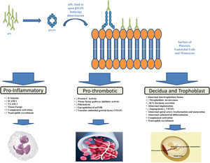 Antiphospholypid antibodies (aPL) produced by B cells bind to open, immunogenic, β2-glycoprotein I (β2GPI), leading to conformational change and dimerization. Annexine A2, Toll Like receptor-4 and apoE-receptor-2 may serve as receptor for β2GPI on cell surfaces. This binding results in endothelial-cell, monocyte, platelet and neutropphil activation and trophoblast and decidua modification leading to inflammation, thrombosis and pregnancy complications.