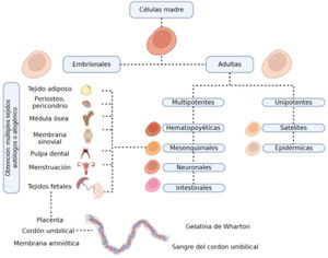 Orígenes de las CMM y posibles tejidos de los que se pueden obtener CMM autólogas o alogénicas. Gráfico realizado en BIORENDER©.