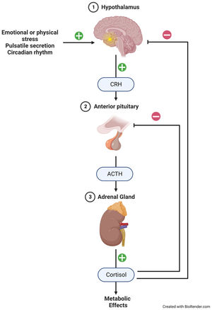 Hypothalamic–pituitary–adrenal axis (HPA). Corticotropin-releasing hormone (CRH), adrenocorticotropic hormone (ACTH). Own creation at https://biorender.com/.