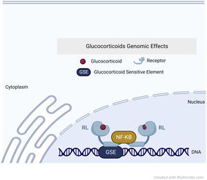 Mechanism of glucocorticoid action at the nuclear level. Own creation at https://biorender.com/. GSE: glucocorticoid sensitive element; NF-κB: nuclear factor kappa-light-chain-enhancer of activated B cells; RL: receptor-ligand.