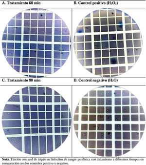 Microscopia óptica de la tinción de las células de linfocitos con la prueba de azul de tripán en el tratamiento de la concentración 0,045mg/ml EEP.