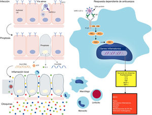 Los posibles mecanismos de los procesos inflamatorios para los anticuerpos MIS-C podrían potenciar la enfermedad al aumentar la entrada del virus en las células. Los mecanismos alternativos incluyen daño celular mediado por anticuerpos o célulasT o activación de la inflamación. Los anticuerpos o las célulasT atacan a las células que expresan antígenos virales o atacan a los antígenos del huésped que reaccionan de forma cruzada o imitan a los antígenos virales. La baja tasa de detección de virus en MIS-C favorecería este segundo mecanismo en lugar de la clásica respuesta dependiente de anticuerpos. ACE2: enzima convertidora de angiotensina2; DAG: diacilglicerol; FcγR: receptor Fc-gamma; IL: interleucina; MCP: proteína quimioatrayente de monocitos; MIS-C: síndrome inflamatorio multisistémico en niños; MIP: proteína inflamatoria de macrófagos; PIK3: fosfoinositido3 quinasa; PKC: proteína quinasa C; PLCγ: fosfolipasaC gamma; SARS-CoV-2: síndrome respiratorio agudo severo coronavirus2; SYK: tirosina proteína quinasa SYK; TMPRSS2: serina proteasa2 transmembrana; TNF: factor de necrosis tumoral. Reproducida con permiso de Lancet Infectious Disease (Lancet Infect Dis 2020 Published Online August 17, 2020 https://doi.org/10.1016/ S1473-3099(20)30651-4).