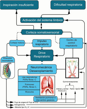 Control del impulso respiratorio a nivel central. Fuente: adaptado de Neder et al.4.