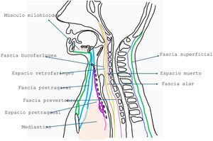 Espacios anatómicos del cuello. Fuente: elaboración propia.