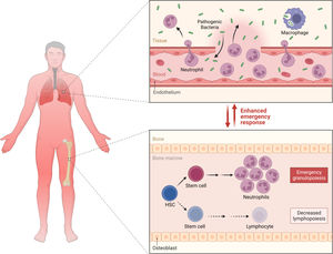 Pathogenesis of sepsis associated with tuberculosis. Source: own elaboration.