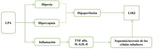 Efectos de la lesión pulmonar aguda sobre el riñón. La hipoxemia con valores de presión arterial de oxígeno (pO2<40mmHg) e hipercapnia con presión arterial de CO2 (pCO2>50mmHg) generan cambios en las resistencias vasculares renales con la posterior caída de la TFG generada por la hipoperfusión. GC: gasto cardiaco; IL: interleucina; LIKI: lesión renal inducida por el pulmón; LPA: lesión pulmonar aguda; RV: retorno venoso; TFG: tasa de filtración glomerular; TNF: factor de necrosis tumoral.