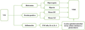 Efectos de la VM con presión positiva sobre el riñón: Las alteraciones del intercambio gaseoso, que normalmente incluyen hipoxemia e hipercapnia, reducen la resistencia vascular renal y provocan una caída de la tasa TFG. Los cambios hemodinámicos durante VMI pueden causar un aumento en las presiones intratorácica y en la aurícula derecha y, por lo tanto, una disminución en el gasto cardiaco y el retorno venoso, lo que en consecuencia reduce la TFG. Los mediadores inflamatorios como el FNT alfa, IL-6, IL-1b y moléculas de adhesión desde los pulmones desencadenan lesiones tanto endoteliales como epiteliales en los glomérulos y los túbulos renales. GC: gasto cardiaco; IL: interleucina; RV: retorno venoso; TFG: tasa de filtración glomerular; TNF: factor de necrosis tumoral; VIKI, lesión renal inducida por el ventilador.