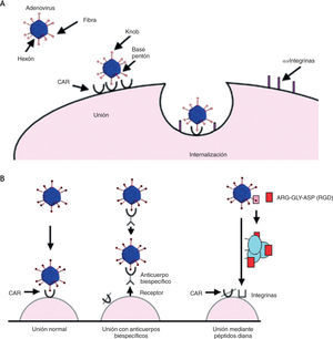 A. Representación esquemática de la unión e internalización de los adenovirus vía CAR e integrinas. B. Unión del adenovirus a la célula diana: unión normal y adaptaciones moleculares para mejorar la eficiencia de la transducción.