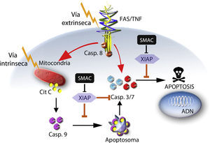 Vías de activación de apoptosis: vía Intrínseca a través de la mitocondria, mediante la liberación de citocromo C (Cit C), activación de caspasa 9 (Casp. 9), formación de apoptosoma y posterior inducción de apoptosis a través de la caspasa 3 (Casp. 3); vía extrínseca a través de receptores de membrana asociados a dominios de muerte FasL o TNF-R1, activación de la caspasa 8 (Casp. 8), y posterior inducción de apoptosis a través de la caspasa 3.