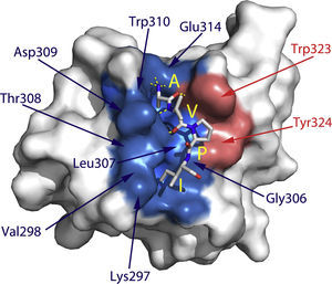 Unión del tetrapéptido AVPI de Smac/Diablo al dominio BIR3 de XIAP. Representación de superficie realizada en PyMol (PDB número: 1g73). Los residuos de unión importantes de BIR3 se resaltan en azul (interacción con AVPI) y rojo (interacción con la cadena lateral de la embelina).