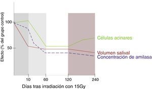 Fases del daño radioinducido. Adaptación de: Coppes et al.2.