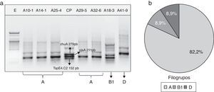 a) Gel electroforético representativo de la amplificación por PCR de los genes chuA, yjaA y del fragmento de ADN TspE4.C2 en cepas de E.coli aisladas de productos lácteos artesanales. CP: control positivo; E: marcador de peso molecular (100pb). b) Distribución general de los grupos filogenéticos de E.coli aisladas de productos lácteos artesanales.