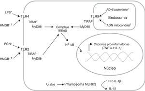 Producción de citocinas pro-inflamatorias a través de la activación de distintos receptores de reconocimiento de patrones (PRR). Los receptores tipo toll (TLR) reconocen tanto patrones moleculares asociados a patógenos (PAMP*) como patrones moleculares asociados a daño (DAMP†). La interacción ligando receptor induce el reclutamiento de las moléculas adaptadoras TIRAP y MyD88, lo cual activa la vía de señalización que permite la disociación del complejo IKKαβ para liberar el factor de transcripción NF-kB; este factor se transloca al núcleo e induce la transcripción de los genes que codifican citocinas pro-inflamatorias. Adicionalmente, el inflamosoma NLRP3 puede reconocer los cristales de ácido úrico, lo cual induce la conversión de la Pro-IL-1β (forma inactiva) en IL-1β (forma activa). Lipopolisacárido (LPS), peptidoglicano (PGN).