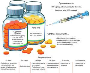 Pharmacological management of megaloblastic anaemia.