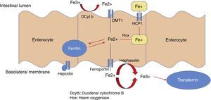 Haem and non-haem iron absorption pathways (duodenal enterocytes).