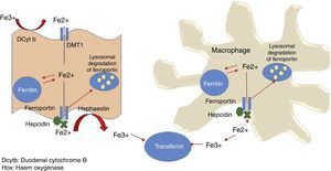 Iron distribution pathways. Hepcidin degrades ferroportin, thus preventing iron export to circulating enterocytes and macrophages.