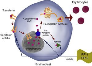 Iron absorption and metabolism pathways in the erythroblast.