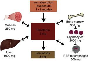 Metabolism of iron.
