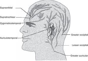 Nerve supply to the scalp.